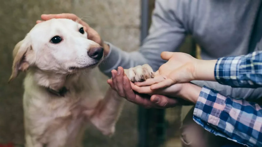 Bringing People Together Through Furry Friendships: Dog Rescue Services